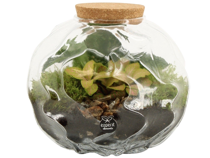 <h4>90675: Terrarium arrangement</h4>