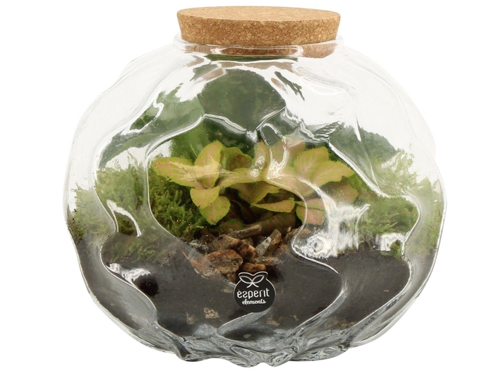 <h4>90675: Terrarium arrangement</h4>