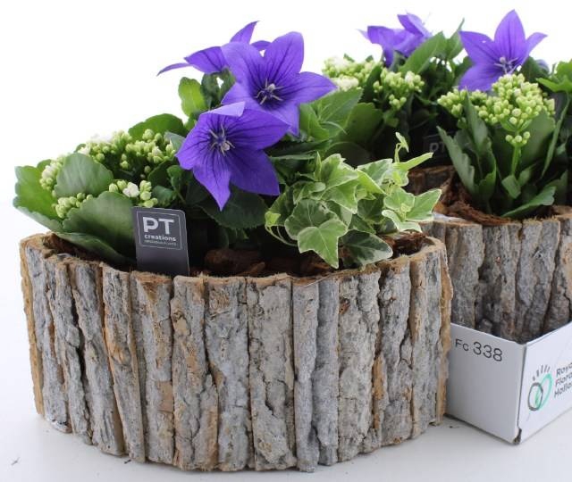 <h4>ARR TUINPLANTEN</h4>