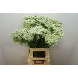 Ammi Vis Casablanca
