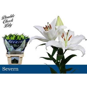 Li Or Severn 3+