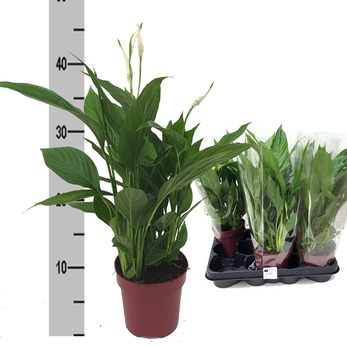 <h4>SPATH TORELLI</h4>