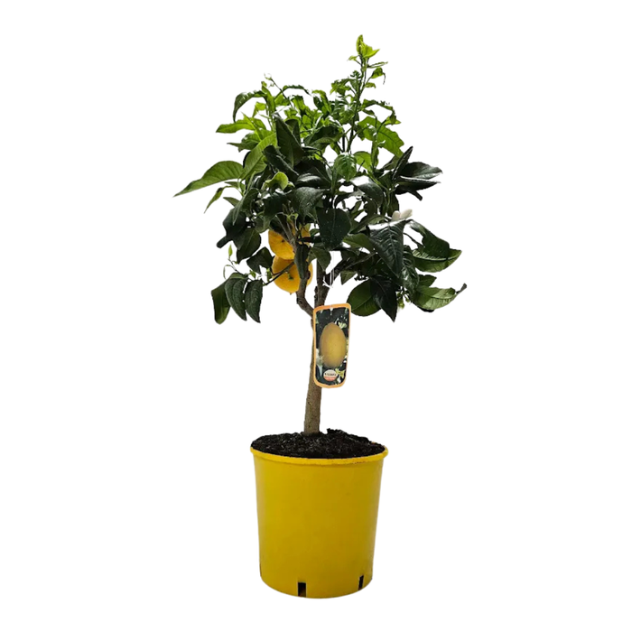 <h4>Citrus hystrix</h4>