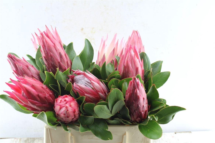 <h4>Protea Cy Madiba</h4>