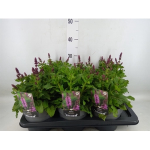 Salvia sylvestris 'Rose Marvel'