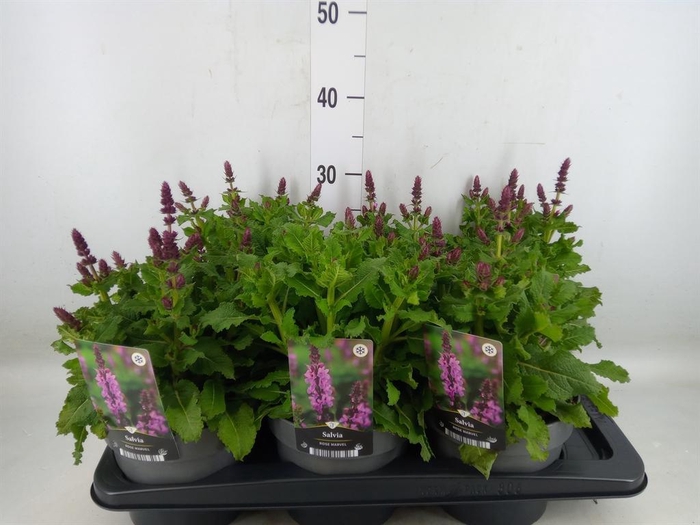<h4>Salvia sylvestris 'Rose Marvel'</h4>