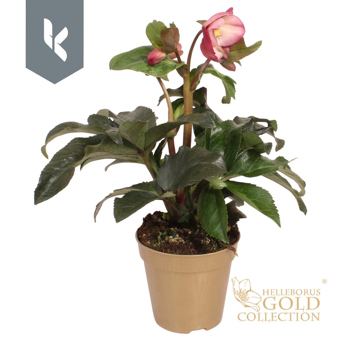 <h4>HGC Helleborus Ice N Roses Pink in gouden pot</h4>