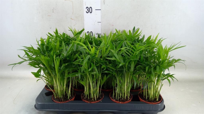 <h4>Chamaedorea elegans</h4>