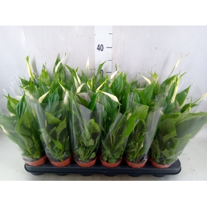 Spathiphyllum  'Chopin'