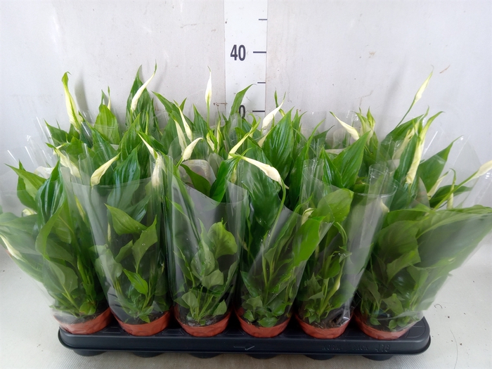 <h4>Spathiphyllum  'Chopin'</h4>