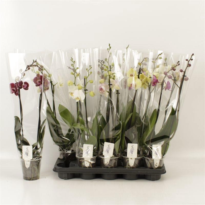 <h4>PHAL GEM 6 KL</h4>