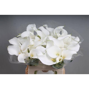 Calla White Present