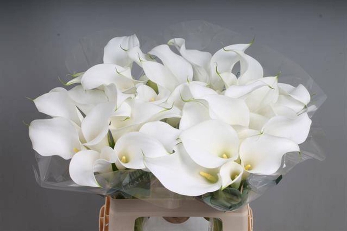 <h4>Calla White Present</h4>