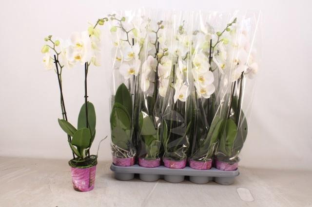 <h4>PHAL OV WIT</h4>