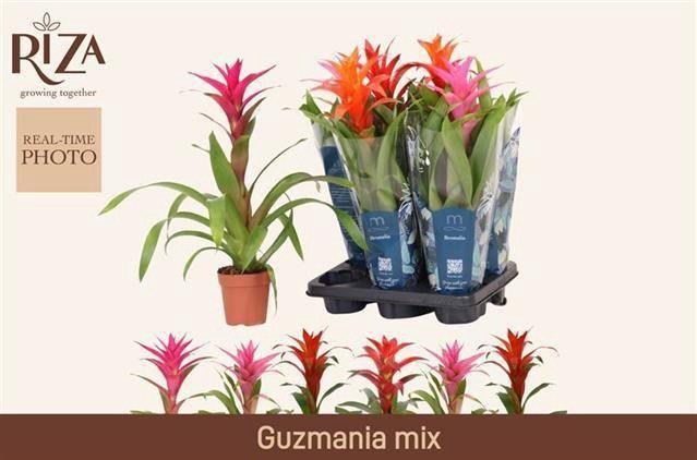 <h4>GUZM GEM 3 SRT</h4>