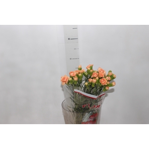 CRAVO SPRAY KAMILLY 060 CM LARANJA