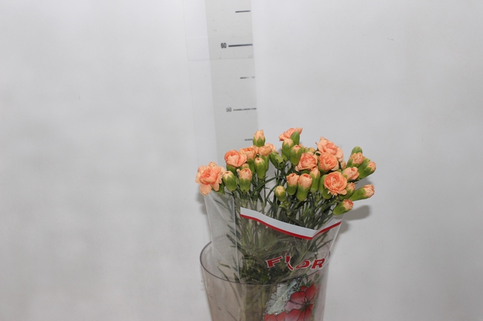 <h4>CRAVO SPRAY KAMILLY 060 CM LARANJA</h4>