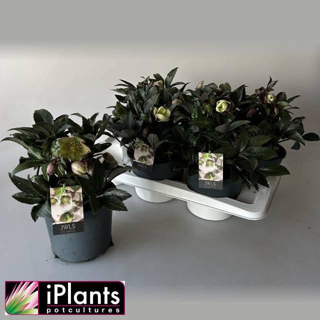 <h4>HELL JWLS GUESS</h4>