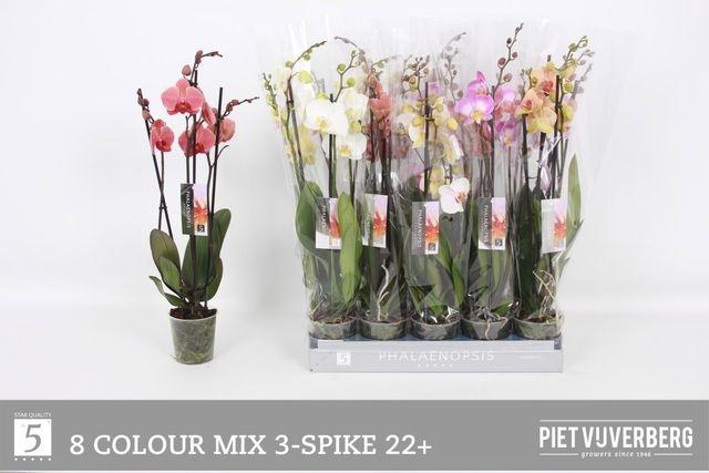 <h4>Phal Gem 8 Kl</h4>