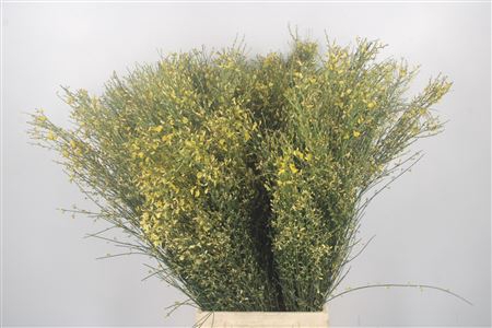 <h4>Ginster Yellow Per Bunch</h4>