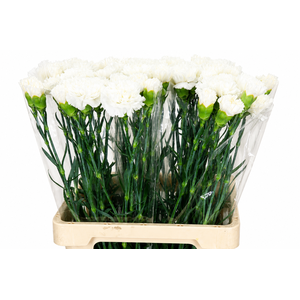 Dianthus St Holly