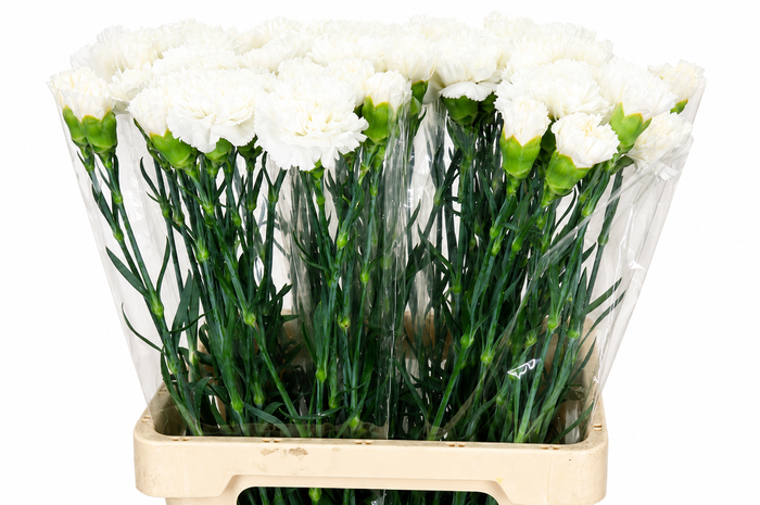 <h4>Dianthus St Holly</h4>
