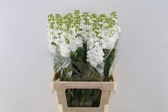 <h4>Matth Iron White</h4>