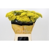 Achillea Golden Prairi