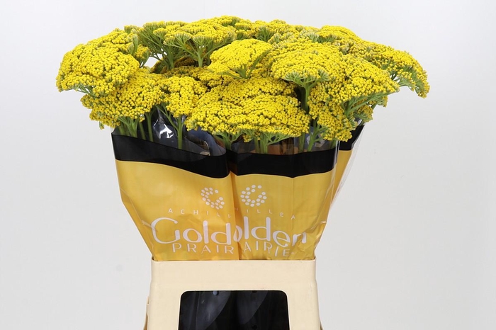 Achillea Golden Prairi