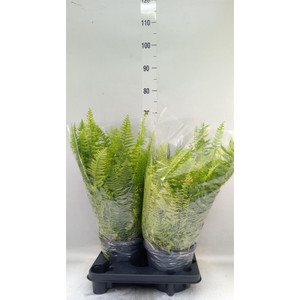 Nephrolepis exal.   ...