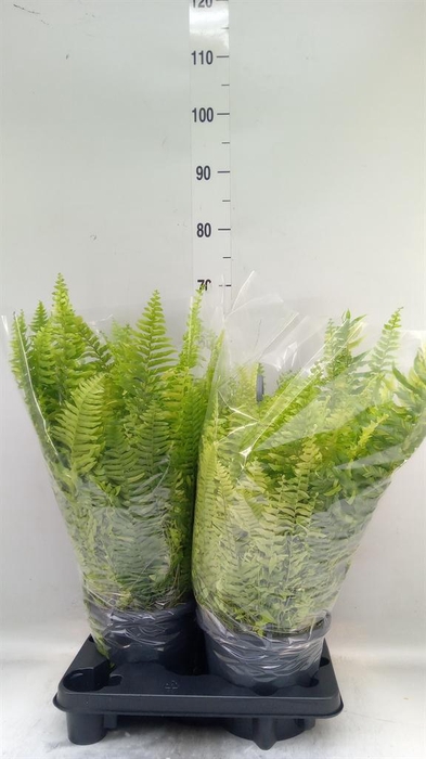 <h4>Nephrolepis exal.   ...</h4>
