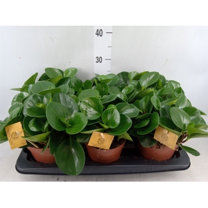 Peperomia obt. 'Green Gold'