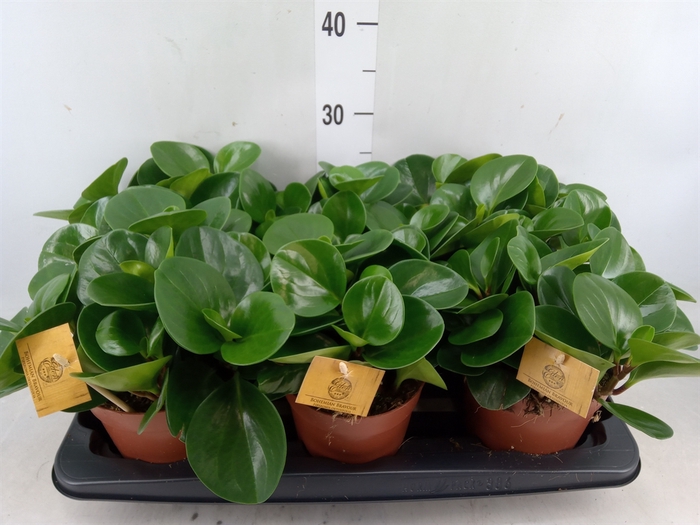 <h4>Peperomia obt. 'Green Gold'</h4>