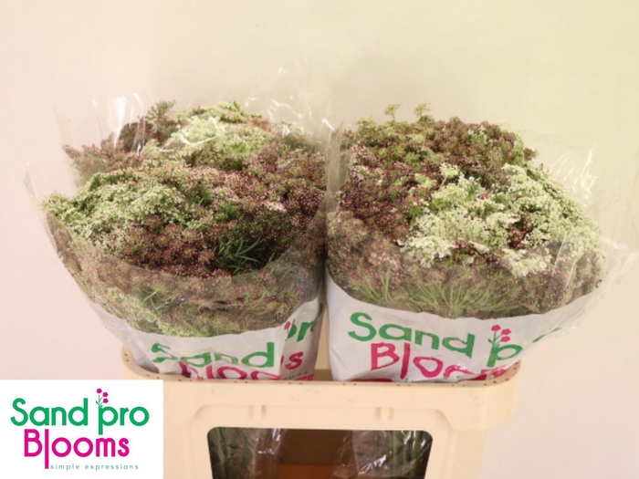 <h4>DAUCUS CAROTA DARA</h4>