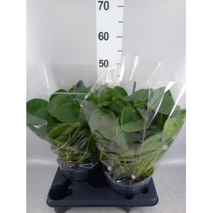 Pilea peperomioides