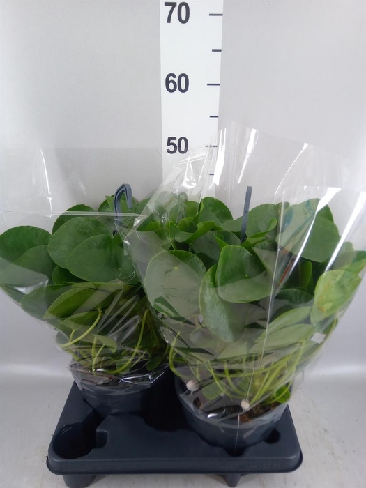<h4>Pilea peperomioides</h4>