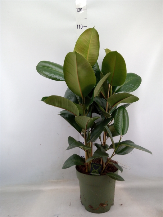 <h4>Ficus elastica 'Robusta'</h4>