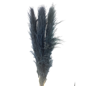 Dried Cortaderia Lao Grass Bleached Black P Stem