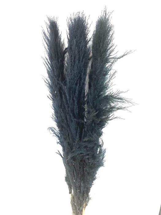 Dried Cortaderia Lao Grass Bleached Black P Stem