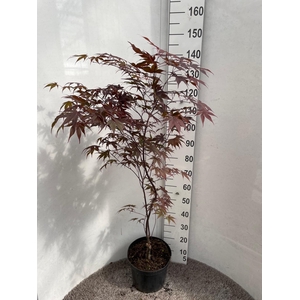 ACER PA BLOODGOOD