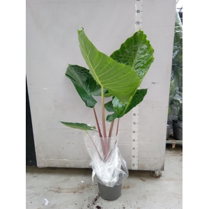 Alocasia   ...
