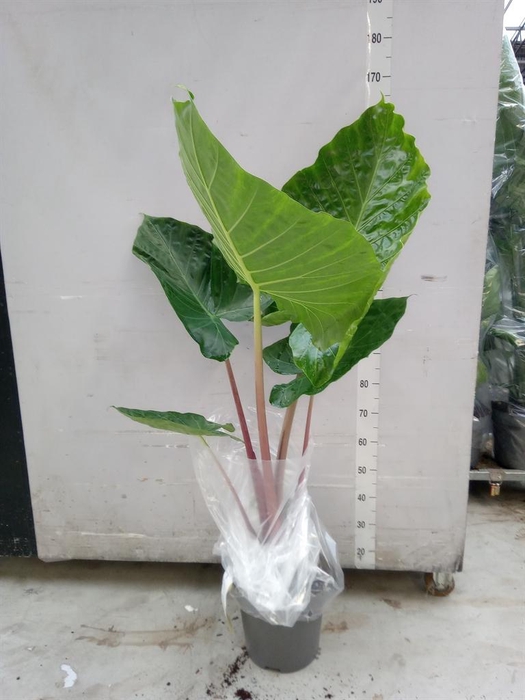 <h4>Alocasia   ...</h4>