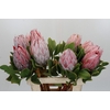 Protea Cynaroides