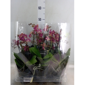 Phalaenopsis multi. 'Ant Chamonix'