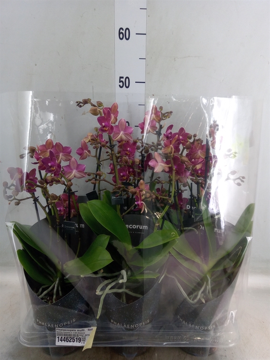 <h4>Phalaenopsis multi. 'Ant Chamonix'</h4>