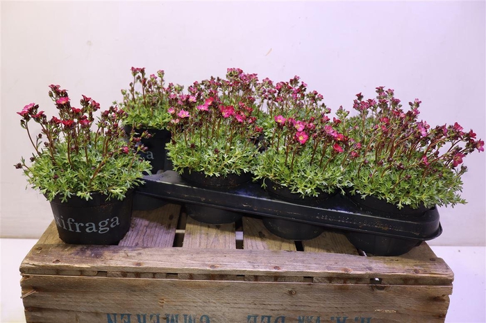 <h4>arr8 Saxif Ar Peter Pan</h4>