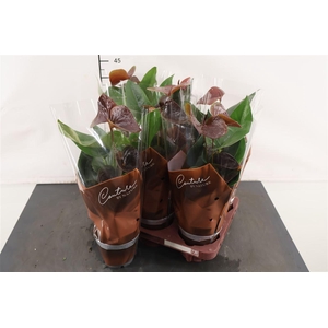 Anthurium 12 Cm. P. Cinemato