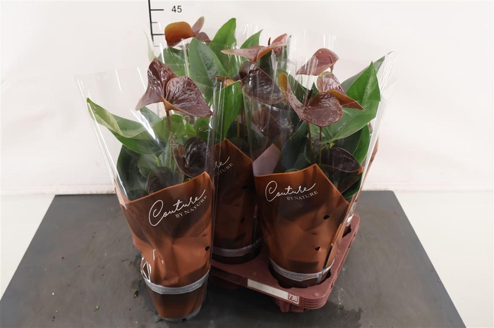 <h4>Anthurium 12 Cm. P. Cinemato</h4>