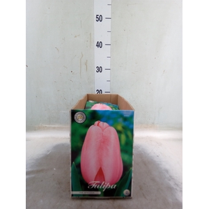 Tulipa   ...flowerbulbs