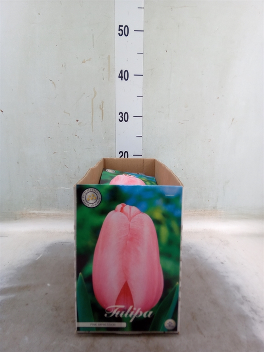 <h4>Tulipa   ...flowerbulbs</h4>
